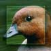 Free Picture Pieces game by Bowman Extra