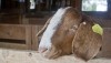 SLIDESHOW: A Fair to Remember – The 2013 Bowman County Fair