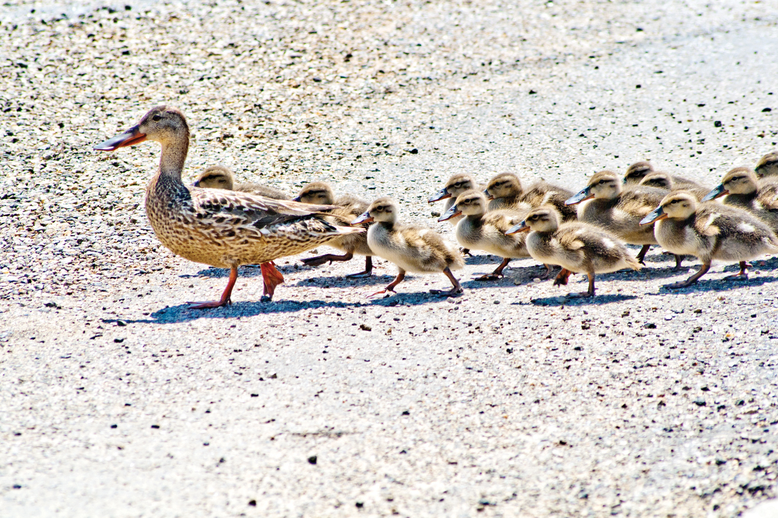 Spring breeding ducks tallied