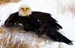 Bald Eagles calling Bowman County home