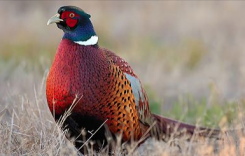 Happy hunting: Scranton in Top 5 for pheasant