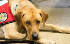 More than man’s best friend: Service dogs help those suffering with disabilities