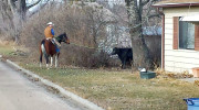 On the loose: Cowboy comes to rescue of bovine wandering city streets
