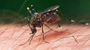 N.D. Health Dept. cautions those traveling to where Zika Virus is being transmitted