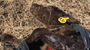 Young calf found in plastic bag
