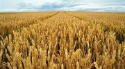 Southwest district producers elected to wheat board