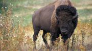 Congress recognizes bison as national mammal
