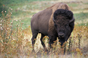Congress recognizes bison as national mammal