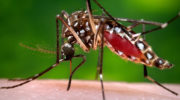 N.D. resident tests positive for Zika virus