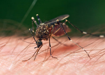 N.D. Health Dept.: First case of West Nile virus reported