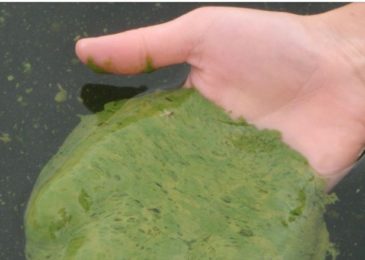 State clears Bowman-Haley of toxic algae advisory