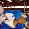 New livestock medication rules take effect soon