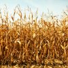 USDA designates Bowman County as natural disaster area