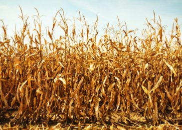 USDA designates Bowman County as natural disaster area