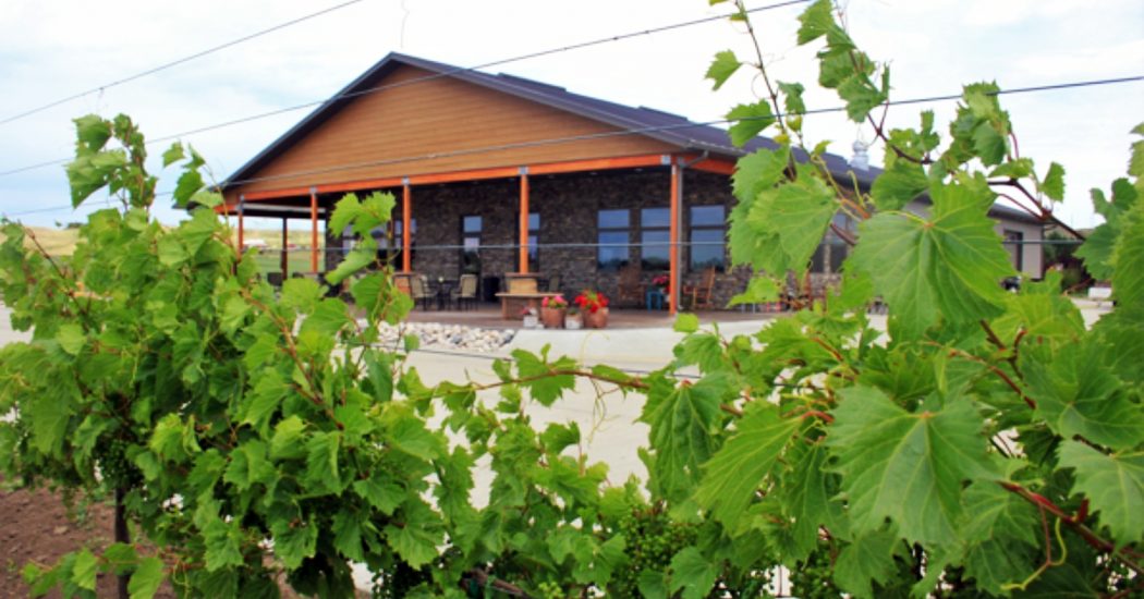 Fluffy Fields Vineyard and Winery as seen through the grape vines. The first federally licensed commercial winery in southwest North Dakota, Fluffy Fields began its operation this summer.
