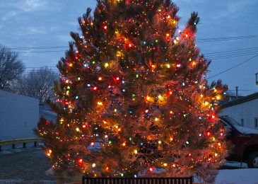 Giant Christmas tree lights up Main Street